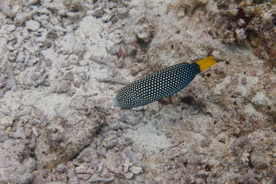 Spotted Wrasse in Red Sea