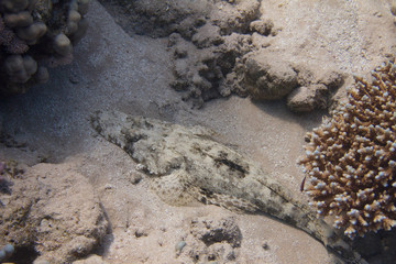 Indian Ocean Crocodilefish on Coral Reef