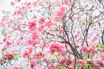 Pink flower Chompoo Pantip blossom in Thailand  , Thai sakura with sweet background , Background