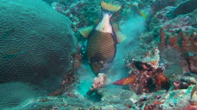 Large Titan Triggerfish feeding on a tropical coral reef