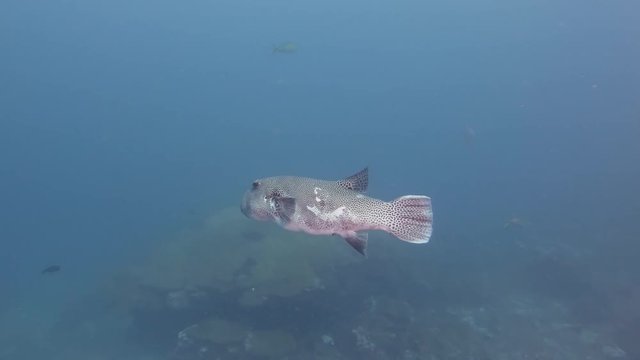 Large Pufferfish above a murky tropical coral reef