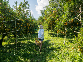 Teenage girls harvesting oranges and showing in the garden