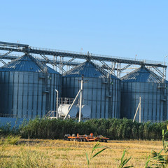 The rice plant