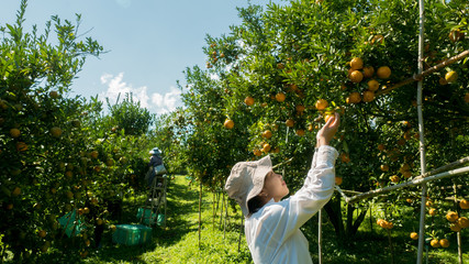 Asian female teenagers harvest orange in the garden