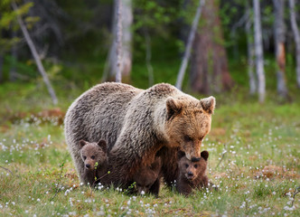 Mother bear and her three little puppies