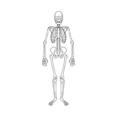 Vector illustration of bone and skeleton symbol. Collection of bone and human stock vector illustration.