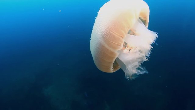 A large, free-swimming Rhizostoma sp. Jellyfish swimming in a blue water ocean above a tropical coral reef