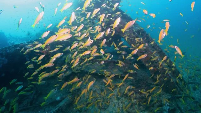 Tropical fish swimming around an old, broken underwater shipwreck
