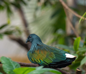Metallic Blue, Yellow, and Orange Plumage on a Nicobar Pigeon in a Tree
