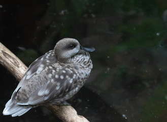 Earth Toned Plumage on a Marbled Teal on a Branch