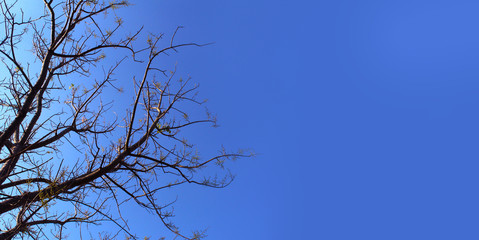 Dry tree branches against blue sky, Dead tree, trees on a blue sky background,Silhouette dry tree on a blue sky background.