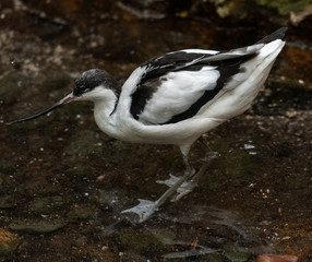 White and Tan Plumage on a Pied Avocet with a Large Bill Foraging