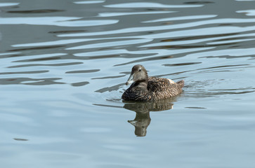 Female Common Eider Duck Swimming in the Water