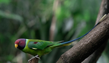Deep Green, Maroon, and Yellow Plumage on a Plum Crested Parrot on a Branch