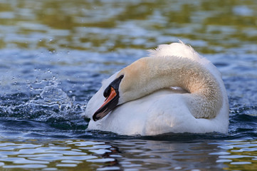 Swan in fresh water