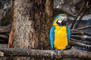 Blue and Yellow Macaw Sitting on the Branch