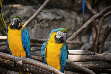 Blue and Yellow Macaws Sitting on the Branch