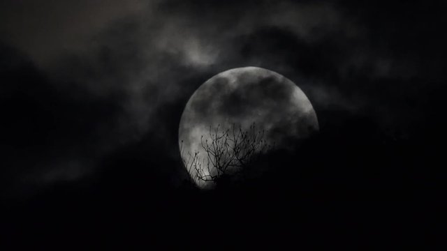 The full moon floats up the tree with bats flying through.