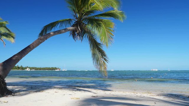 Coconut palm trees on tropical beach. Caribbean destination