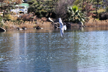 飛翔するユリカモメ