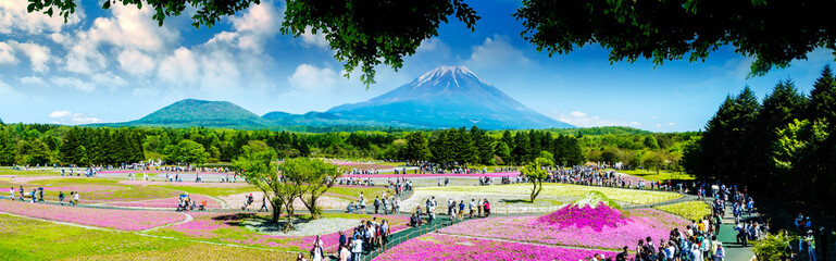 The Fuji with the field of pink moss at Shibazakura festival, Yamanashi, Japan