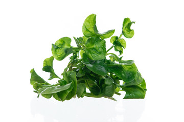 Fresh Watercress  on white background