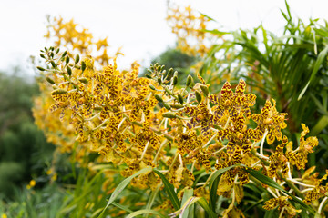 Obraz premium Grammatophyllum speciosum, also called giant orchid, tiger orchid, sugar cane orchid or queen of the orchids.