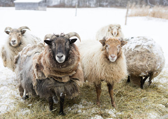 sheep in snow