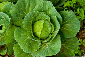 Cabbage, green leaves, big head
