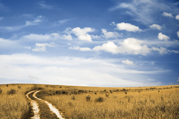 Fototapeta premium road in the fields