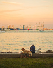 Man and His Three Dogs Sitting on the Bay at Sunset © Marina Tolkacheva