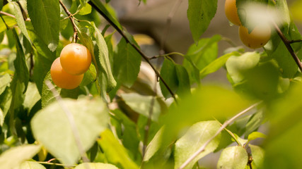 Plum on tree in garden 