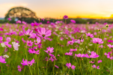 cosmos flower field with sunset