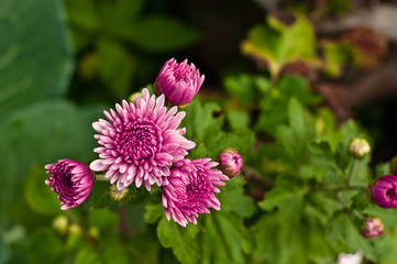 Gerbera, purple flower