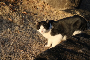 夕日がまぶしい　のらねこ　とちぎ