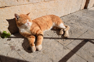 Fototapeta premium cat