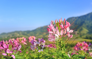 Beautiful pink and white Spider flower(Cleome spinosa) in the summer garden with mountain and blue sky background.