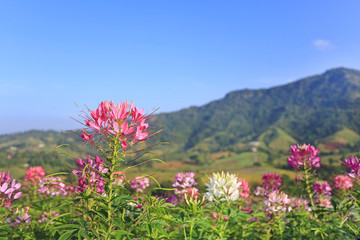Obraz premium Beautiful pink and white Spider flower(Cleome spinosa) in the summer garden with mountain and blue sky background.