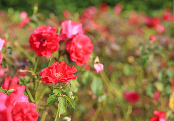 Beautiful red roses flower in the garden.