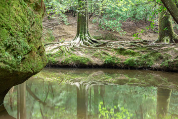 Fototapeta premium Roots on creek bank near large boulder