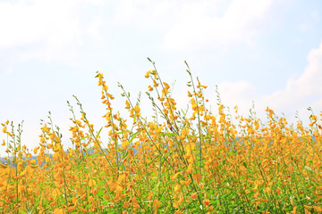 Obraz premium Beautiful yellow flower Sunhemp in nature. Landscape scenery and natural background.