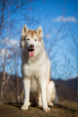 Beautiful, free and prideful Siberian Husky dog with tonque hanging out sitting in the forest in late autumn