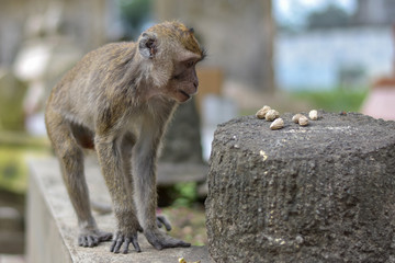 Macaca fascicularis