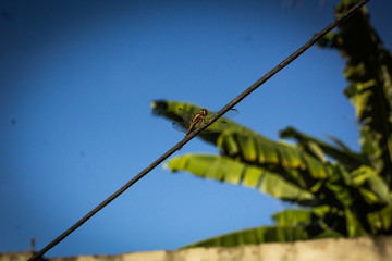 dragonfly on branch