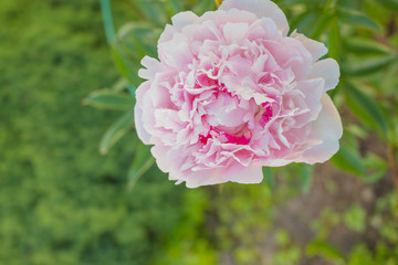 Obraz premium Summer flowers series, beautiful pink peony flowers in garden. Big peony bud. Peonies macro. The care of garden plants. Landscape design.terry with pink petals.Copy space