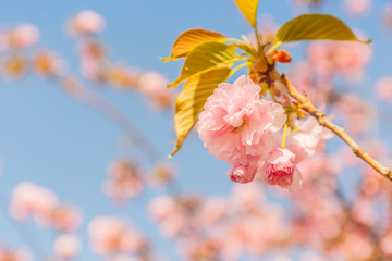 Cherry blossoming in the sunshine. Spring and tranquil nature concept