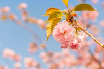 Crédence de cuisine en verre imprimé Fleur de cerisier Cherry blossoming in the sunshine. Spring and tranquil nature concept