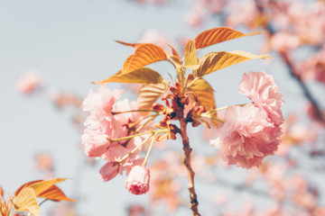 Cherry blossoming in the sunshine. Spring and tranquil nature concept