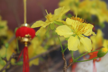 The soft focus of Vietnamese Mickey Mouse Plant, Ochna integerrima,Ochnnaceae, flower with blurred the lanterns Chinese New Year.