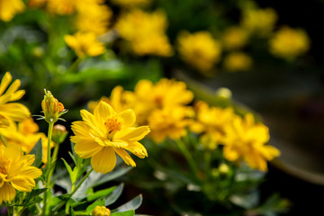 Cosmos flower in the garden